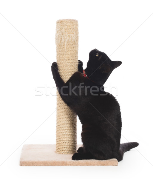 Stock photo: Black cat with a scratching post 
