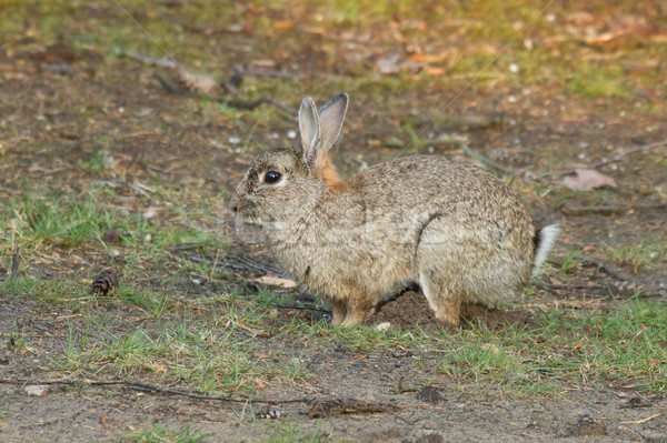 Stock photo: Rabbit in Grass