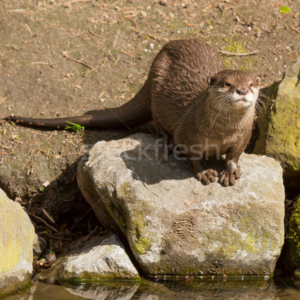 A wet otter Stock photo © michaklootwijk