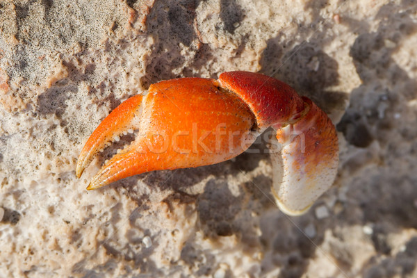 爪 蟹 破 孤立 沙 食品 商業照片 © michaklootwijk