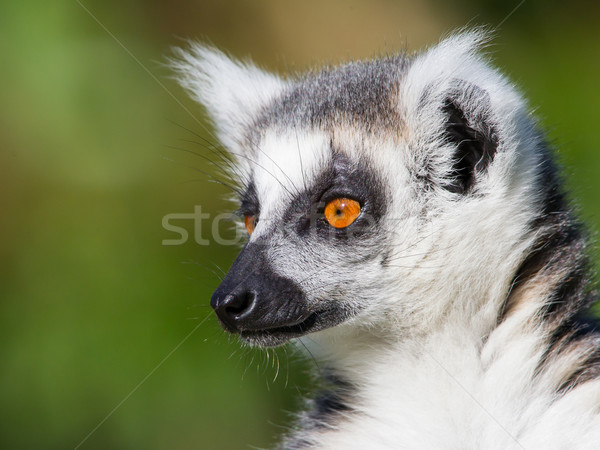Stock photo: Close-up of a ring-tailed lemur