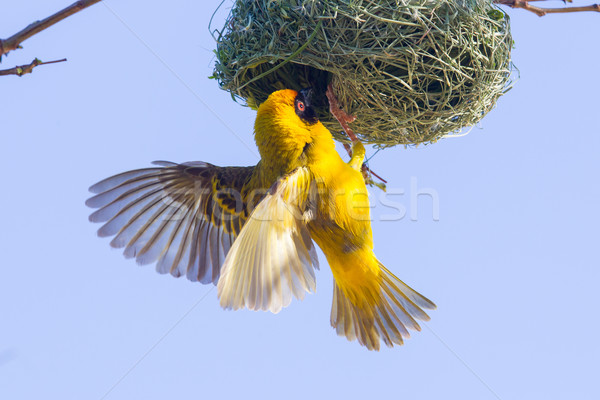 Southern Yellow Masked Weaver  Stock photo © michaklootwijk