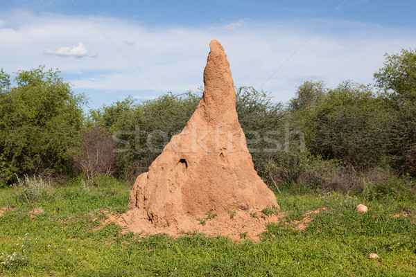 Huge termite mound in Africa Stock photo © michaklootwijk