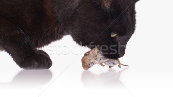 добыча мертвых мыши лице Сток-фото © michaklootwijk