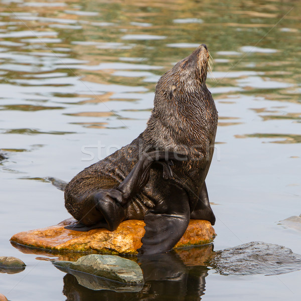 South American sea lion Stock photo © michaklootwijk