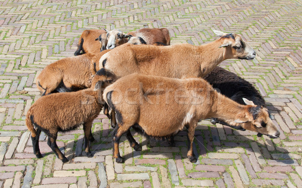 Flock of goats Stock photo © michaklootwijk