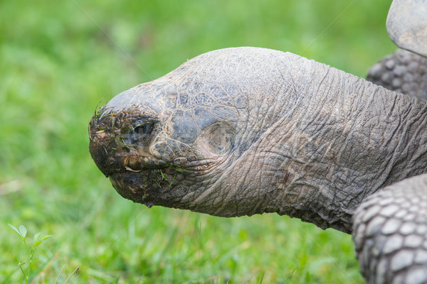Gigante tortuga comer hierba primer plano atención selectiva Foto stock © michaklootwijk