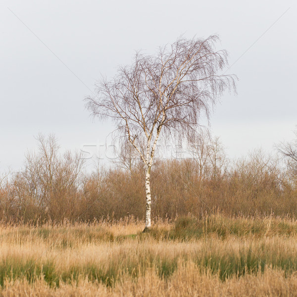 Srebrny brzozowy holenderski krajobraz wiosną Zdjęcia stock © michaklootwijk