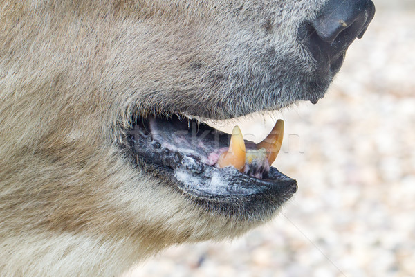 Primo piano adulto orso polare messa a fuoco selettiva bocca denti Foto d'archivio © michaklootwijk