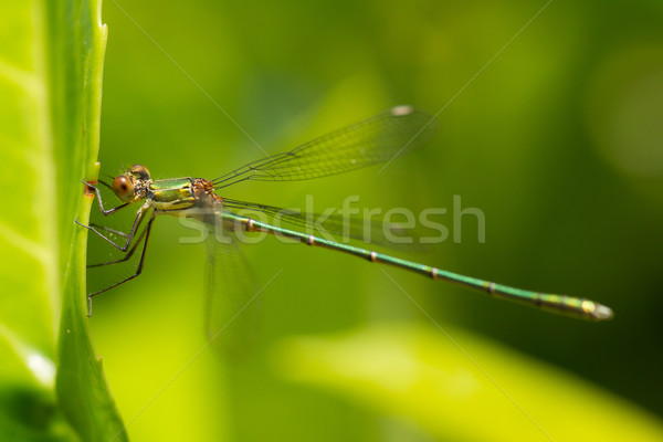 Dragonfly лист глаза красоту оранжевый белый Сток-фото © michaklootwijk