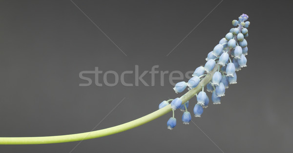 Grape hyacinth with grey background Stock photo © michaklootwijk