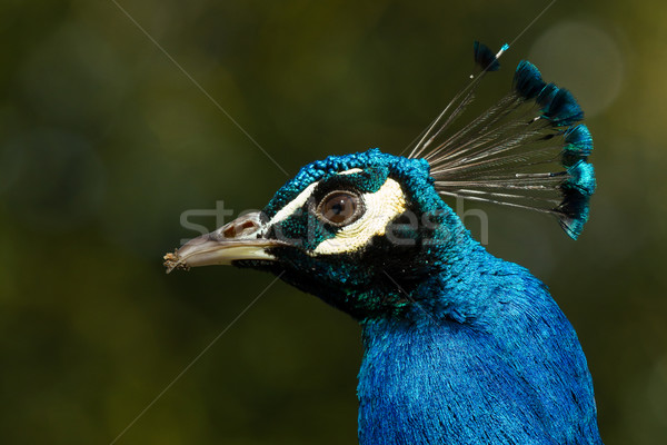 Paon sable nature bleu tête tropicales [[stock_photo]] © michaklootwijk