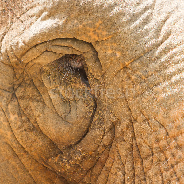 Elephant eye detail, looking sad in a Vietnamese zoo Stock photo © michaklootwijk