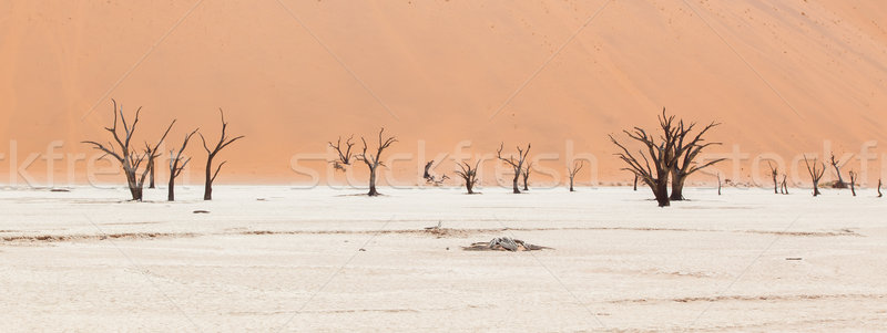Dead acacia trees and red dunes of Namib desert Stock photo © michaklootwijk