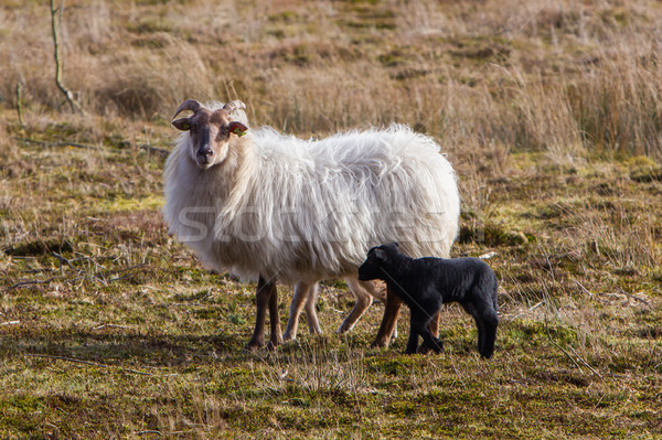 Adult sheep with black and white lamb Stock photo © michaklootwijk