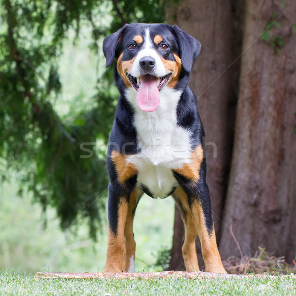 Sennenhund waiting for his boss to play with him Stock photo © michaklootwijk