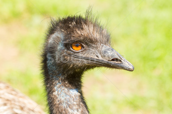A close-up of an emu  Stock photo © michaklootwijk
