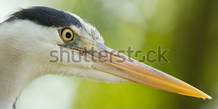 Close-up of a great blue heron Stock photo © michaklootwijk