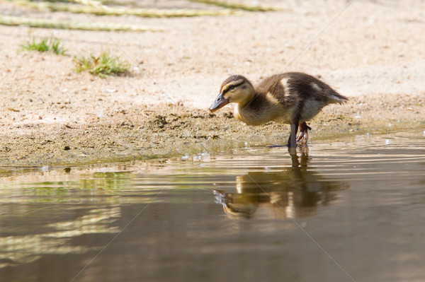 Küçük açık su ördek yavrusu doğal yetişme ortamı Stok fotoğraf © michaklootwijk