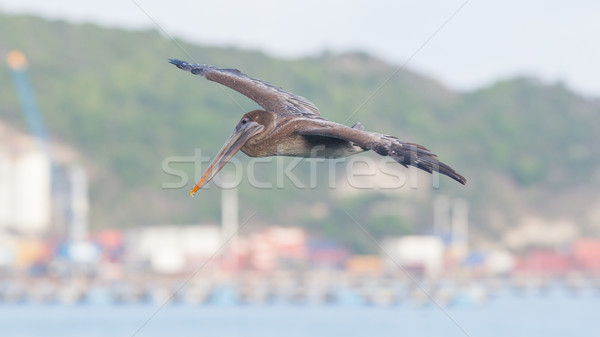 Brown pelican (Pelecanus occidentalis) Stock photo © michaklootwijk