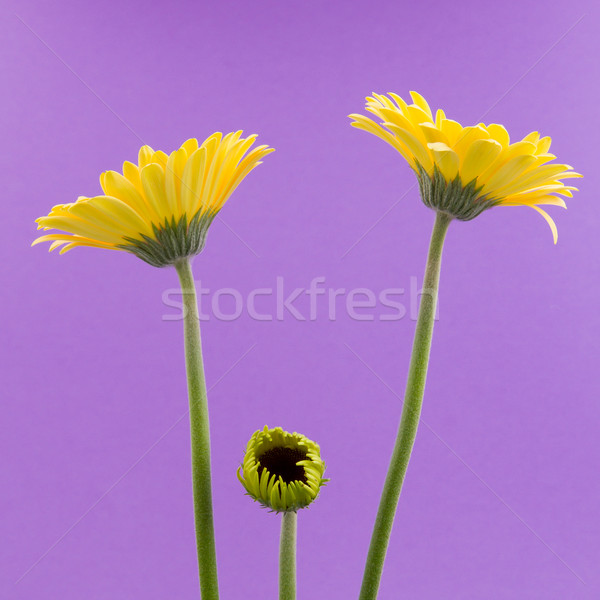 Yellow gerbera flower isolated on a purple background Stock photo © michaklootwijk