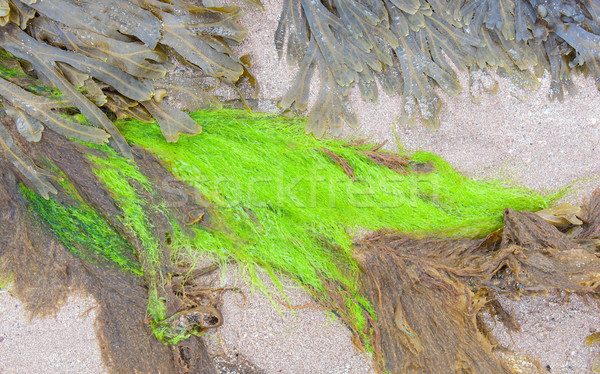 Bright green plant on a beach Stock photo © michaklootwijk