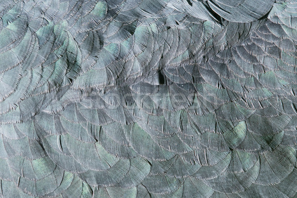 Extreme close-up of feathers of an marabu Stock photo © michaklootwijk