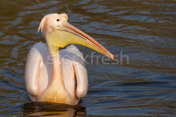 Stock photo: A swimming pelican 