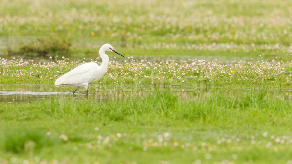 Egretta garzetta or small white heron Stock photo © michaklootwijk