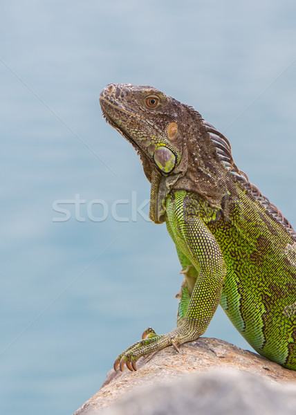 Green Iguana (Iguana iguana) sitting on rocks Stock photo © michaklootwijk