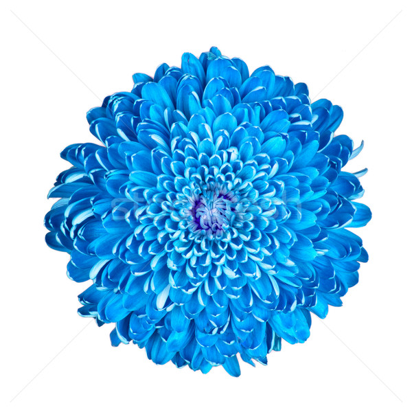 Azul crisantemo aislado blanco primavera amor Foto stock © michaklootwijk