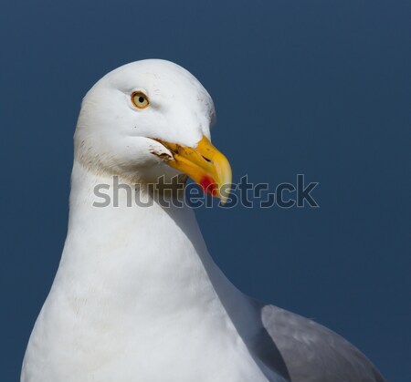 A close-up of a seagull Stock photo © michaklootwijk