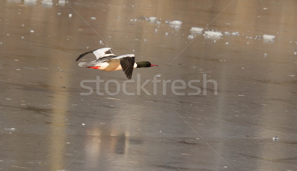 A male Goosander is flying Stock photo © michaklootwijk