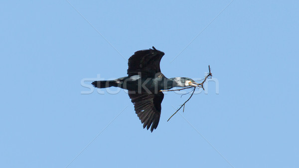 A cormorant Stock photo © michaklootwijk