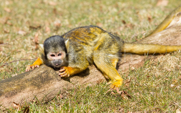 Squirrel Monkey (Saimiri boliviensis) Stock photo © michaklootwijk