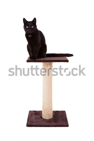 Stock photo: Black cat with a scratch pole 