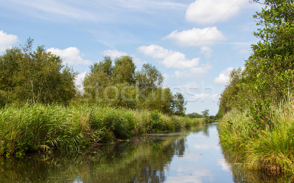 Typical view of a the swamp in National Park Weerribben  Stock photo © michaklootwijk