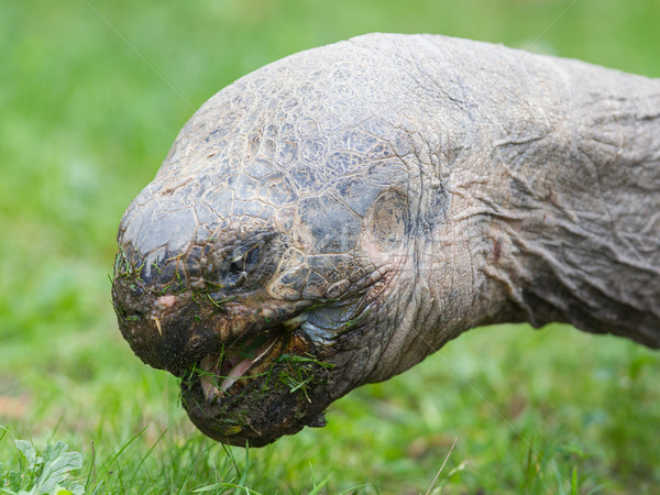 Galapagos giant tortoise eating Stock photo © michaklootwijk