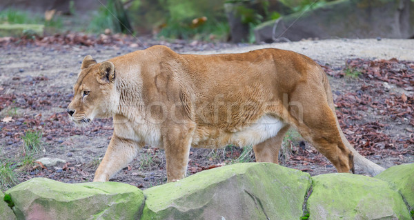 Leão alertar foco cabelo animal rei Foto stock © michaklootwijk