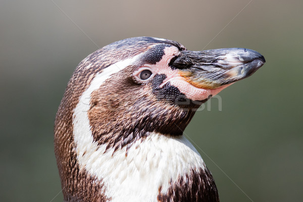Close-up of a humboldt penguin Stock photo © michaklootwijk