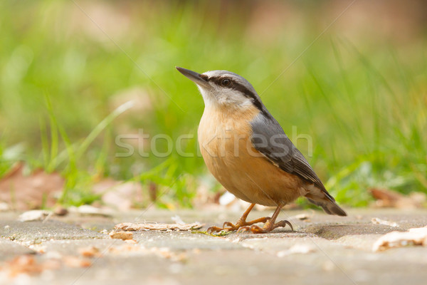 Stock photo: A Nuthatch on the ground