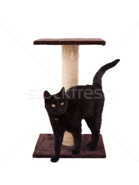 Black cat with a scratch pole  Stock photo © michaklootwijk
