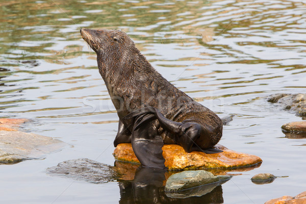 South American sea lion Stock photo © michaklootwijk