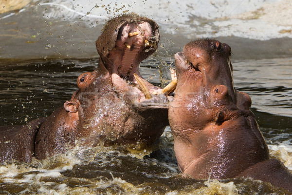 Two fighting hippos (Hippopotamus amphibius) Stock photo © michaklootwijk