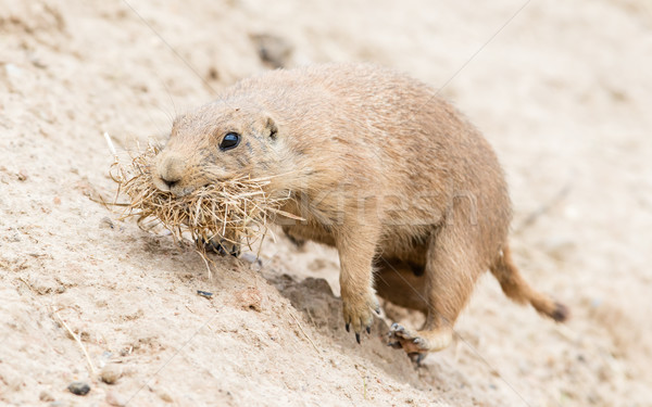 Pradera perro naturales habitat animales Foto stock © michaklootwijk