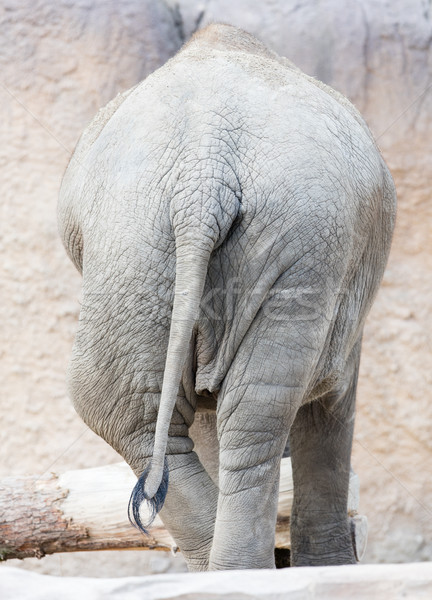 Piele coada elefant african textură natură Imagine de stoc © michaklootwijk