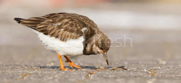 Ruddy Turnstone Stock photo © michaklootwijk