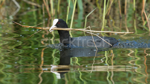 Common coot collecting reed Stock photo © michaklootwijk