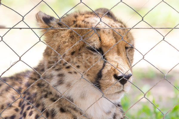 Ghepard captivitate in spatele gard Namibia iarbă Imagine de stoc © michaklootwijk