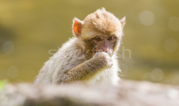Barbary Macaque (Macaca sylvanus) Stock photo © michaklootwijk